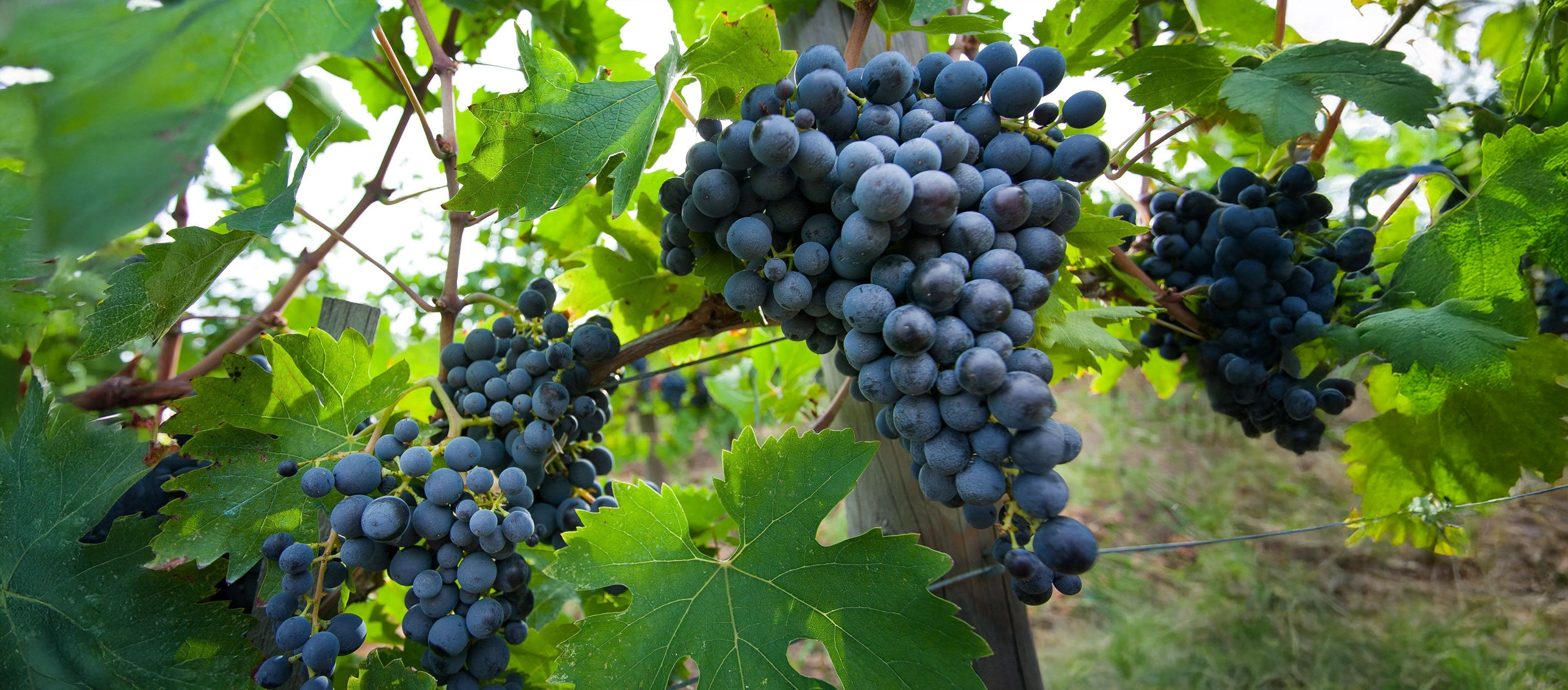 The Vineyard